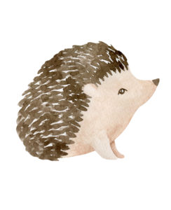 Gruppensymbol für die Gruppe Igel.